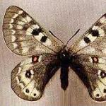 Бабочка аполлон: образ жизни и среда обитания
