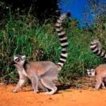 Мадагаскарская обезьяна — индри