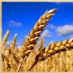 Vorteile und Schäden von Weizenkleie Wie man sie bei Verstopfung einnimmt Warum Weizenkleie nützlich ist