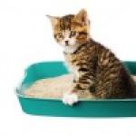 Constipation in cats - causes, treatment